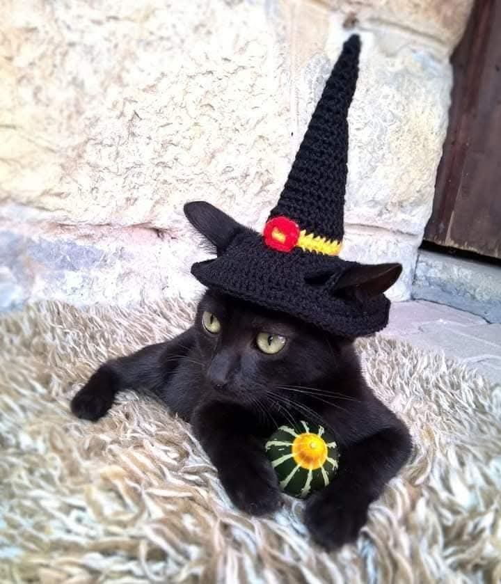 GreenSlipStitch's tweet photo. @ShouldHaveCat And the best Halloween costume awards goes to??? 📷
https://t.co/rDfISKY1ZG https://t.co/nCpVsdMXWb