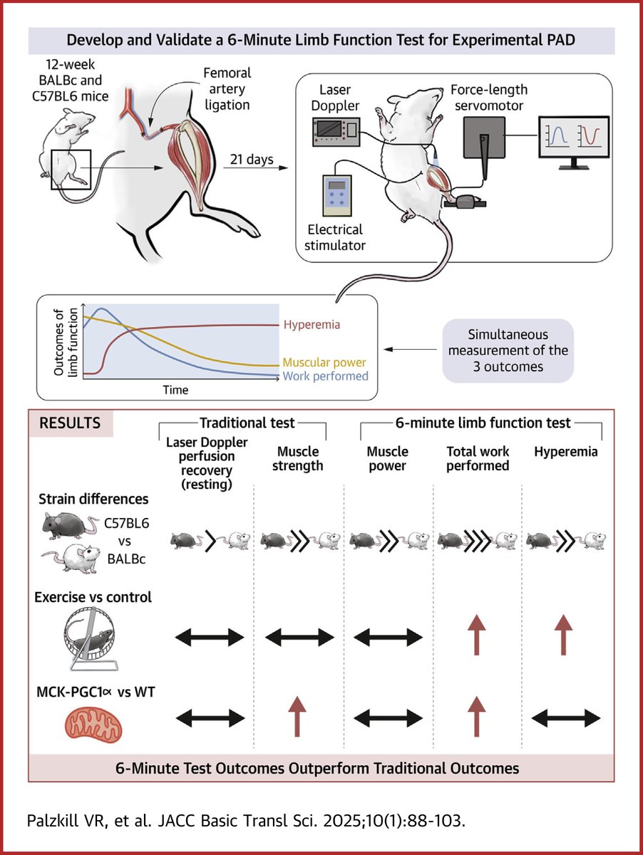 JACCJournals's tweet photo. A new 6-min limb function test mimics clinical 6MWT, measuring muscle work &amp; blood flow. It outperforms traditional measures in detecting treatment effects, with implications for identifying new #PAD therapies. https://t.co/9nB0Hfjqe5

#JACCBTS #cvPAD @TerenceRyan_PhD https://t.co/iJ0QlznRSp