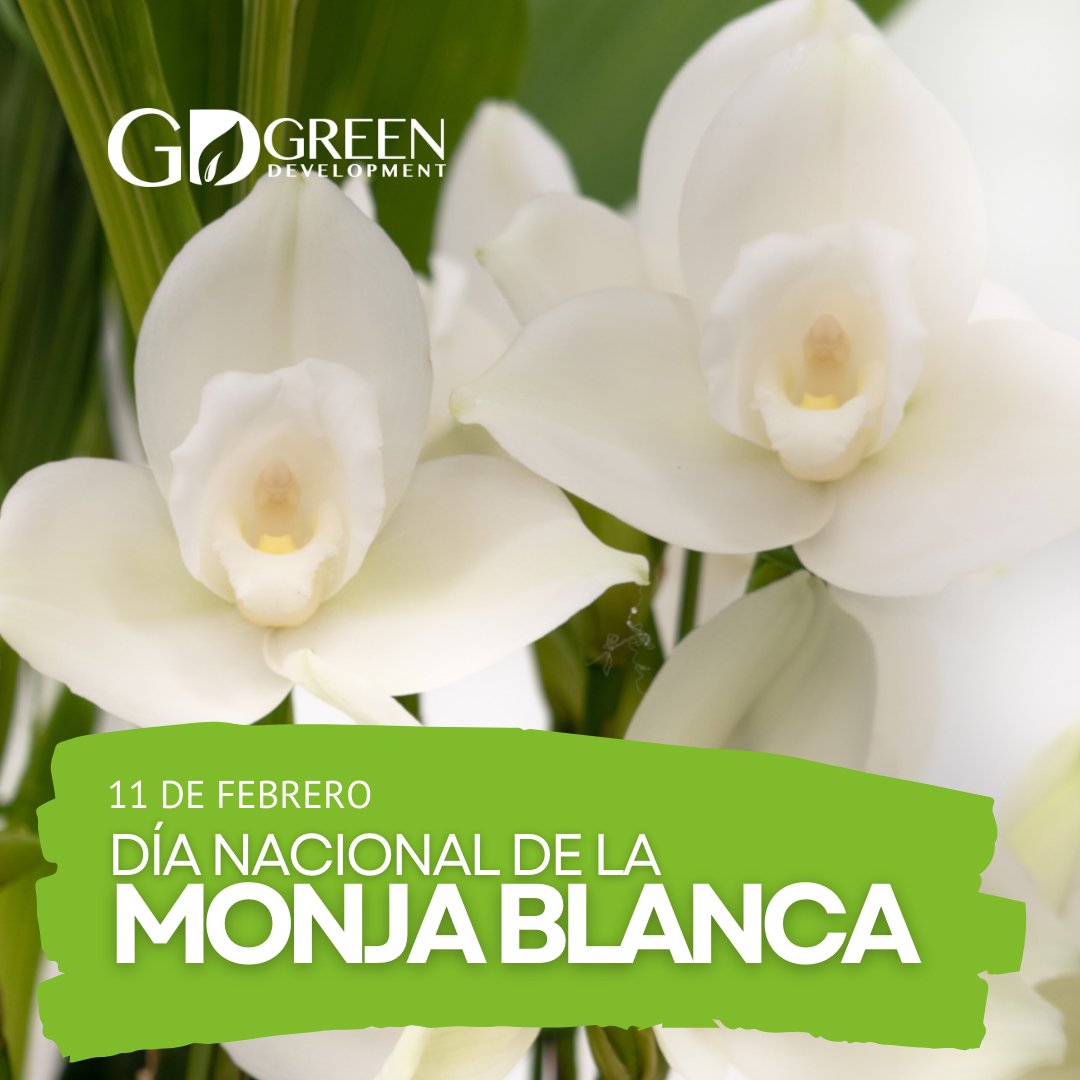 🌸 Día nacional de la Monja Blanca 🌸

La Monja Blanca no solo es la flor nacional de Guatemala, sino también un símbolo de la riqueza natural que alberga nuestro país. 🇬🇹 🌍

#resaltaloverde #educacionambiental #guatemala #monjablanca #díanacionaldelamonjablanca #latinoamerica