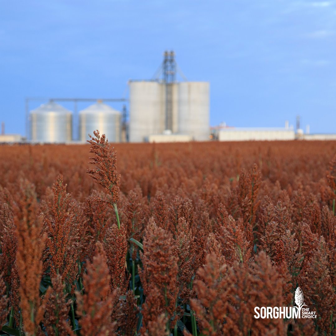 🚨Tune In Alert! Tomorrow at 10:30 a.m., catch John Duff, Sorghum Checkoff consultant, on KBUF Kansas Radio as he breaks down how domestic sorghum is powering the ethanol industry. Don’t miss this insightful conversation! To listen in, visit loom.ly/fEljq_w