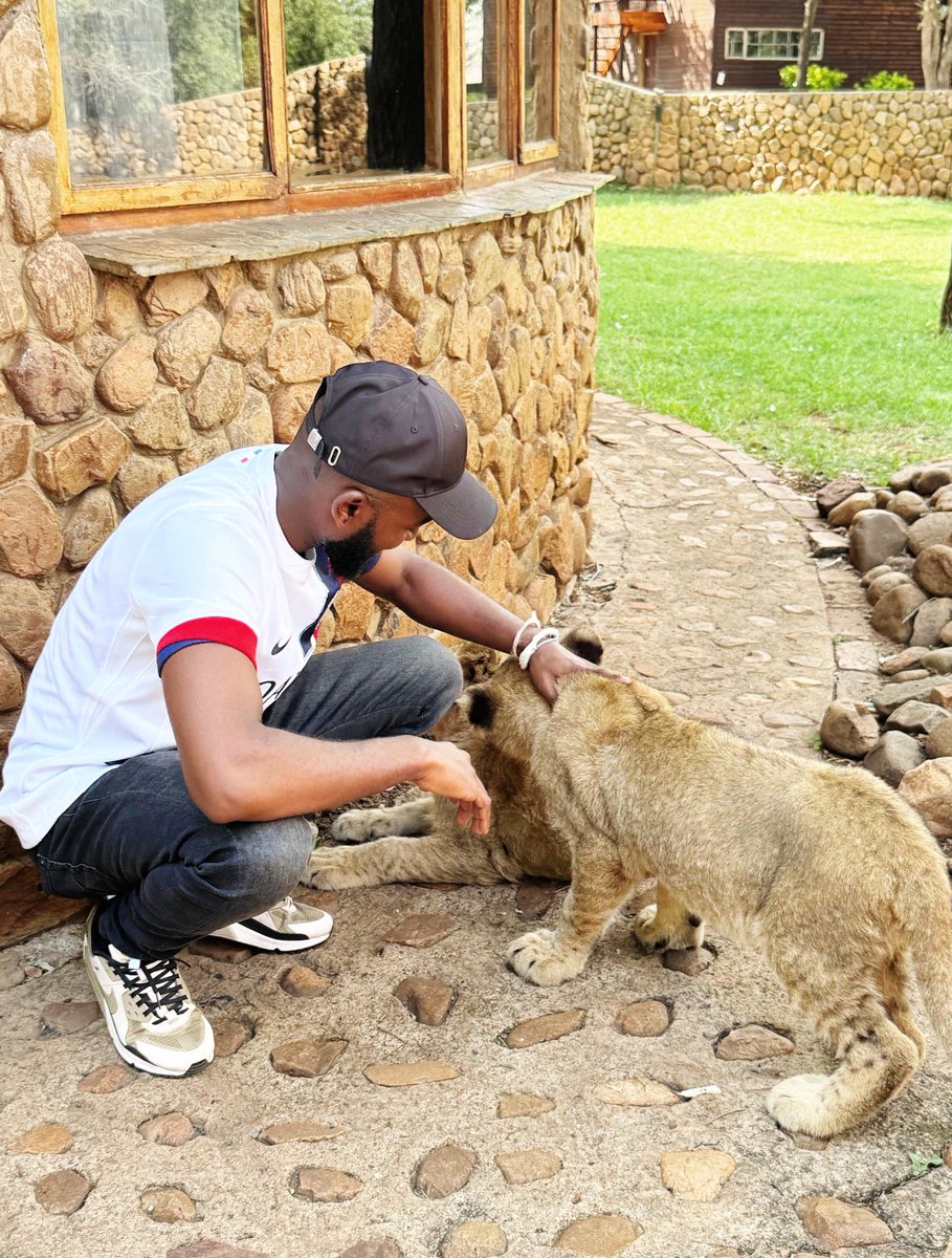 bonotours's tweet photo. Walk with the lions https://t.co/sNqJjZB5Ud