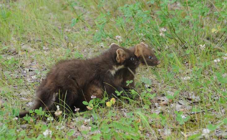Supporting Wildlife in Your Garden - An interview with Donna Mullen, author of 'Make Your Home A Nature Reserve' &amp; ecologist of some 30 years!

🦔 quickcrop.ie/blog/supportin…

Folks, it's well worth a read, especially if you are interested in fostering biodiversity in your garden.