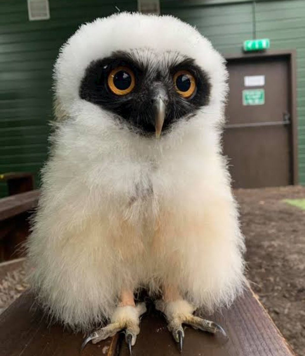 duolingowl111's tweet photo. gling tlga ntin misis @duolina123, independent learning ang first born ntin... very good nak.... turuan kta magfly kpag 6 to 8 weeks kna... 
#spectacledowlchick
#pusoattalino
#lilipadparasapangarap https://t.co/GTfhlZD59c