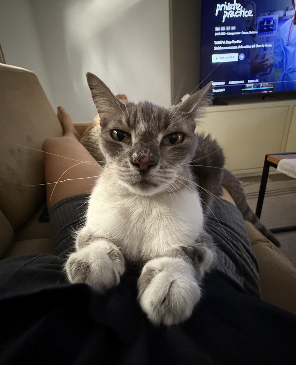 Ya hay 37 grados de térmica de nuevo. 
La hija de re mil pu de mi gata: hoy tocan mimos