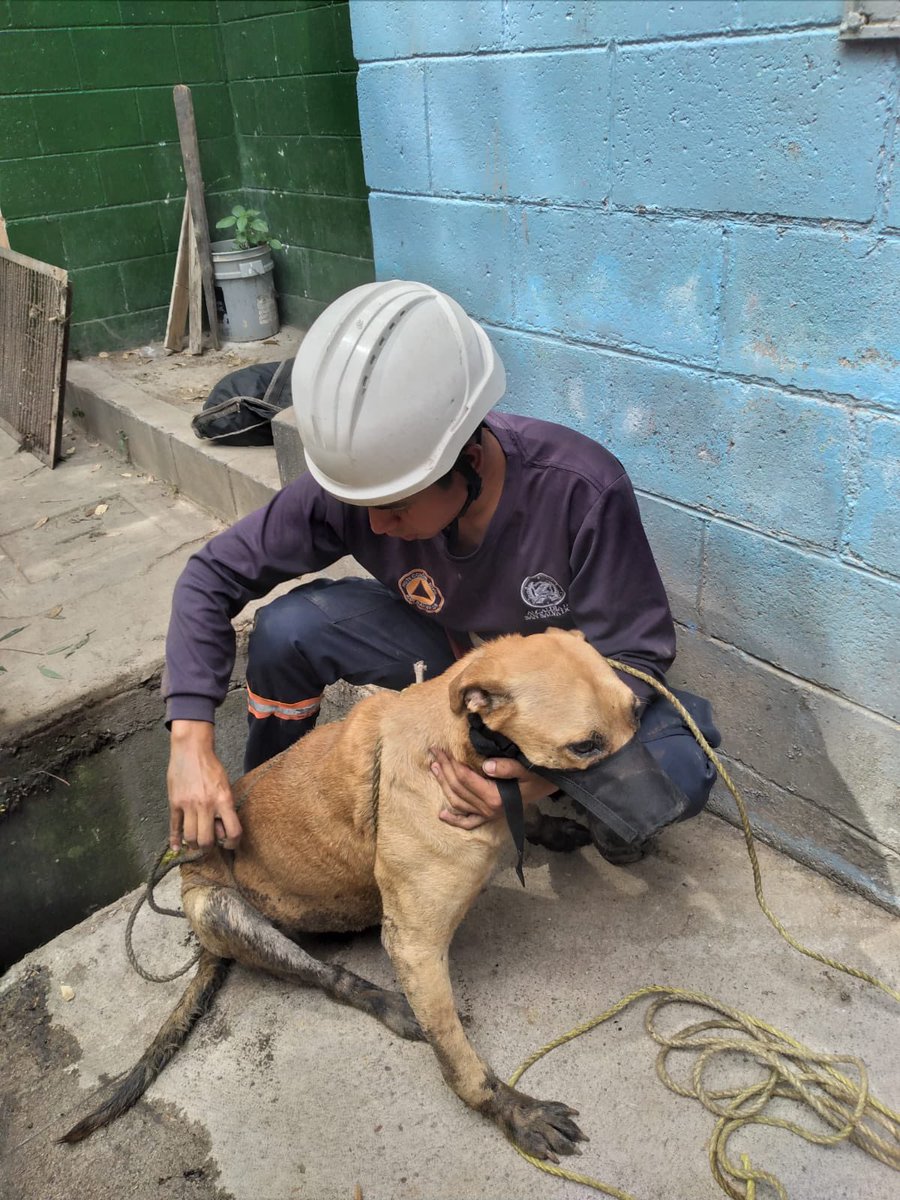 SivarNewsSV's tweet image. 🐶 RESCATAN A PERRITO QUE CAYÓ EN UN TRAGANTE EN AYUTUXTEPEQUE

Equipos de Protección Civil Municipal atendieron una denuncia ciudadana y lograron rescatar a un canino que había caído en un tragante en la segunda etapa de la residencial Santísima Trinidad, Distrito Ayutuxtepeque.…