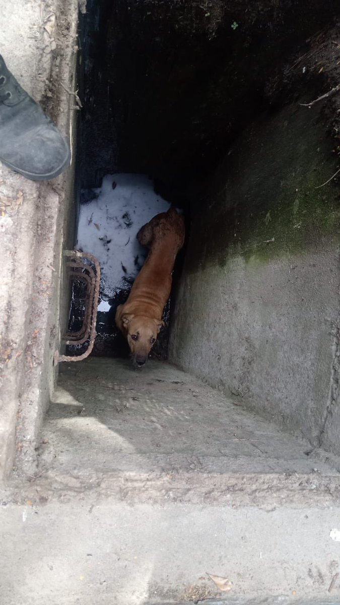 SivarNewsSV's tweet image. 🐶 RESCATAN A PERRITO QUE CAYÓ EN UN TRAGANTE EN AYUTUXTEPEQUE

Equipos de Protección Civil Municipal atendieron una denuncia ciudadana y lograron rescatar a un canino que había caído en un tragante en la segunda etapa de la residencial Santísima Trinidad, Distrito Ayutuxtepeque.…