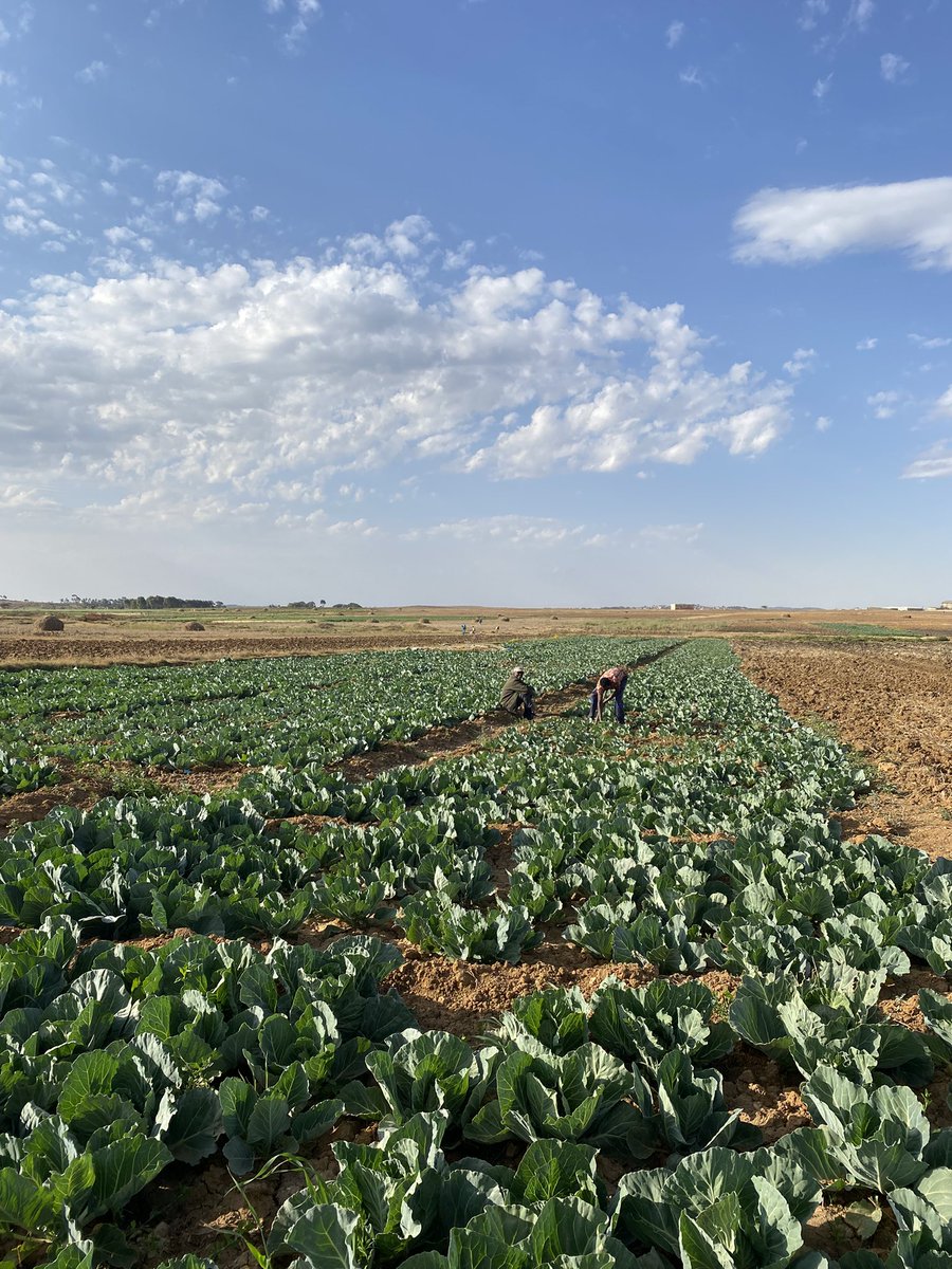 Everyday feeling blessed to spend part of my life in Eritrea and with Eritreans. Temesghen!  #eritrea #asmara #love #italy