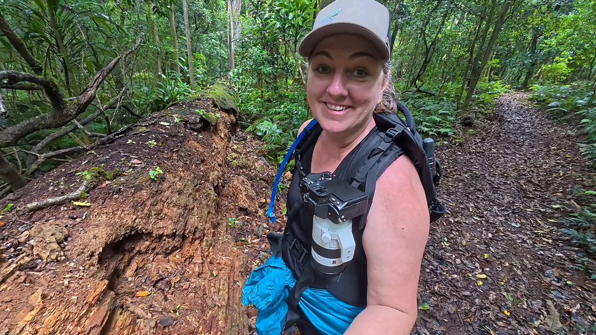 NicoleWtsn's tweet photo. Be honest—do you get excited about rotting wood in the forest, or is it just me? 🤔😂 It’s a reminder that we’re all part of something bigger. What’s something ‘small’ in nature that brings you joy? Let’s hear it! 👇✨ #NatureNerd #ForestMagic #StayCurious #WildAndFree https://t.co/08MerdSVUP