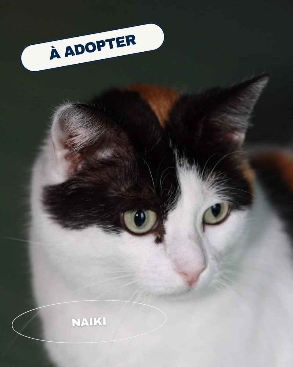 Si vous souhaitez rencontrer Naiki, vous pouvez contacter la SPA Sud Alpine et prendre rendez-vous avec eux.  Il est impératif de prendre rendez-vous. 

Tél : 04 92 51 42 44

#EthicsForAnimals #ProtectionAnimale #Adoptions #Aider
<a href="/HenryJeanServat/">Henry-Jean Servat</a>