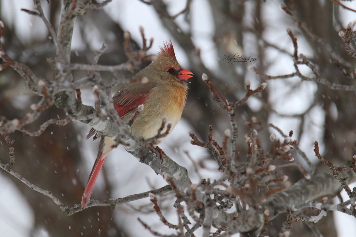 Beautiful Snow but, It can stop now….<a href="/HighlandCoVA/">Highland County VA</a> <a href="/WeatherAubs/">Aubrey Urbanowicz</a> <a href="/JoshFitzWx/">Josh Fitzpatrick ❄️</a> <a href="/WRAL_Michaels/">Chris Michaels</a> <a href="/wattsupbrent/">Brent Watts</a> <a href="/LeoHirsbrunner/">LeoHirsbrunner</a>
