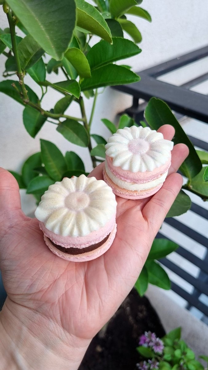 giomaletto's tweet photo. 💘 San Valentín 💘

Les traigo 2️⃣ propuestas para ésta linda fecha, para regalar o regalarte 🎁

Team Dulce: 🍭 
Box con 6️⃣ macarons rosas con flor de chocolate tornasol por encima, rellenos de kinder blanco y choco negro con centro de frutos rojos, en caja con tarjeta alusiva https://t.co/2BsmuqBuAb