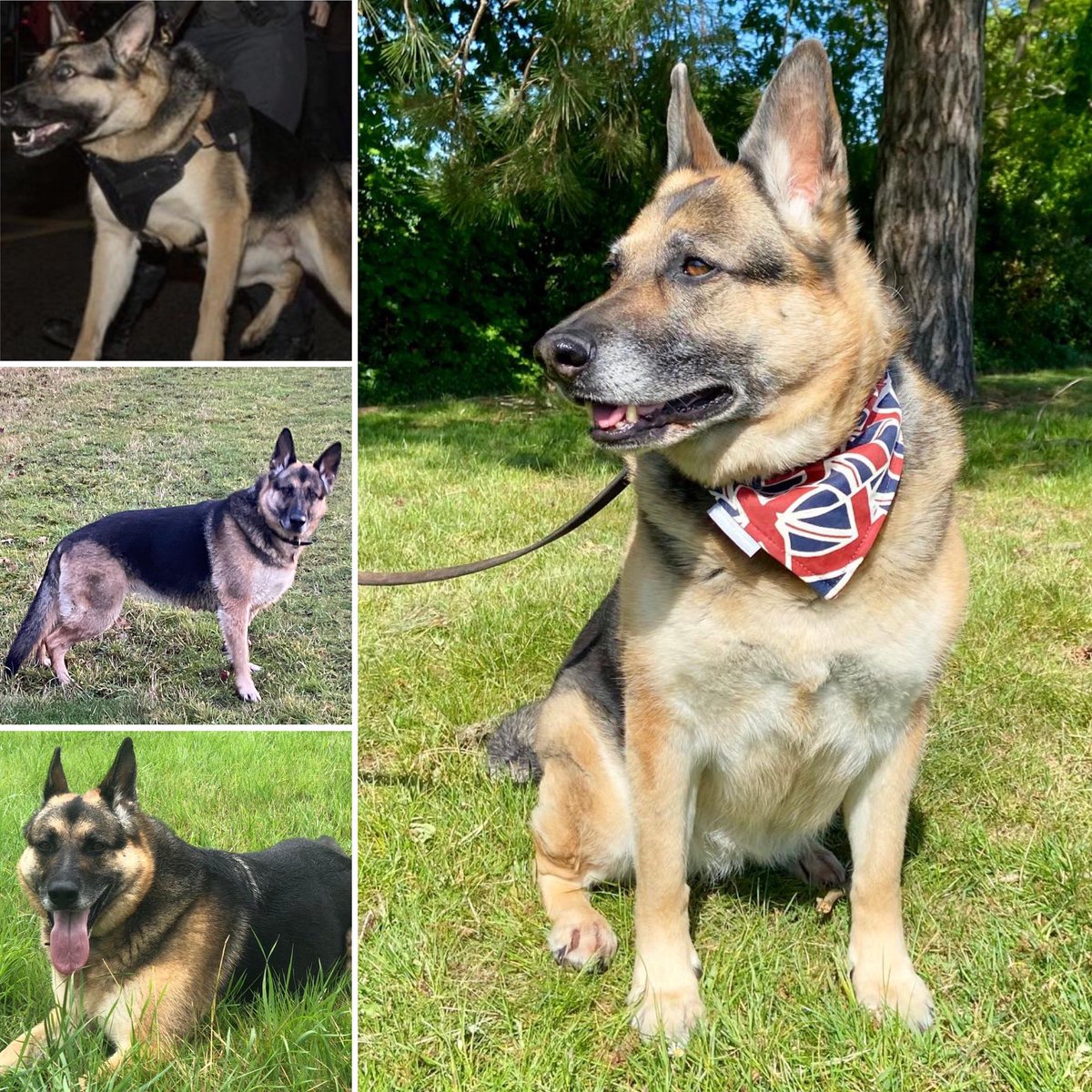 lrpduk's tweet photo. It is with terrible sadness that we share the news that RPD Eva has passed away 💔

After suffering from idiopathic vestibular disease a few weeks ago, sadly she never recovered the use of her legs and the toughest of decisions for her owner had to be made 🥺

Continued 👇🏻 https://t.co/O1J6PtttYH