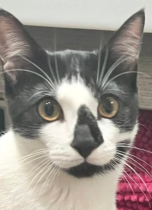 Gat perdut a #Calella. Es diu PO, està esterilitzat i porta microxip, si el veus > 630 433 697 #xarxabarcelonaperduts #gràcies #maresme