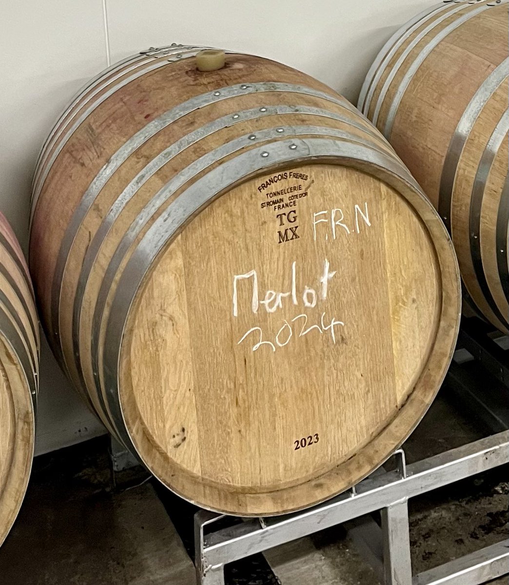 English Merlot being grown in raised beds of coir (coconut husk) within polytunnels in Hampshire
