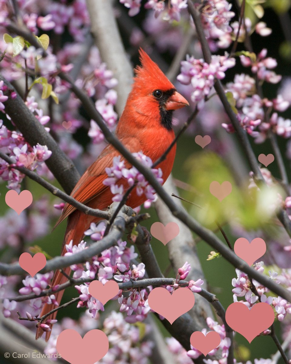 Looking for a Valentine’s Day gift for the bird lover who has it all?

Consider donating to FLAP Canada in their honour through CanadaHelps and send a #ValentinesDay eCard! canadahelps.org/en/donate/ecar…