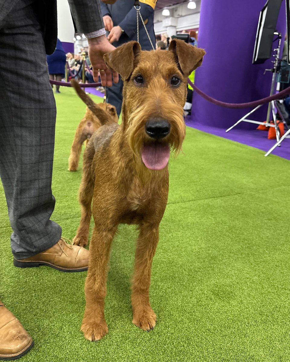 American Kennel Club tweet media