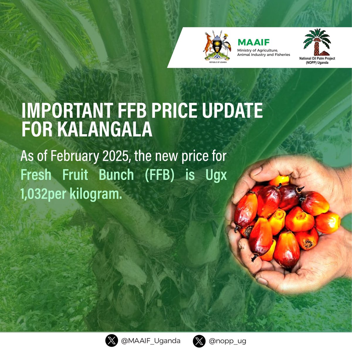 The Buvuma and Kalangala #oilpalm price update for the month of February