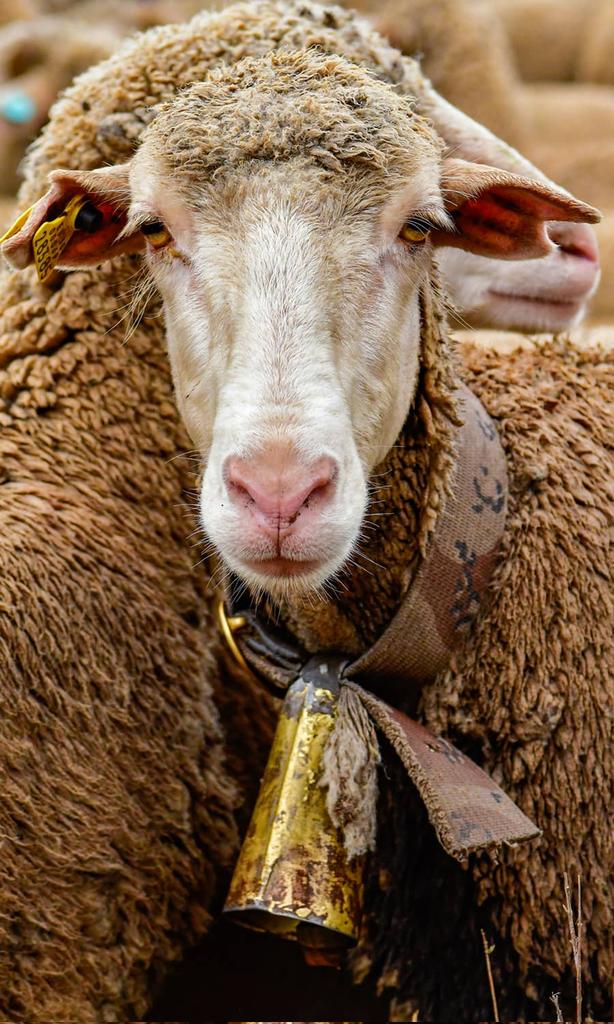 Pastores y ganado 🌾 tweet media