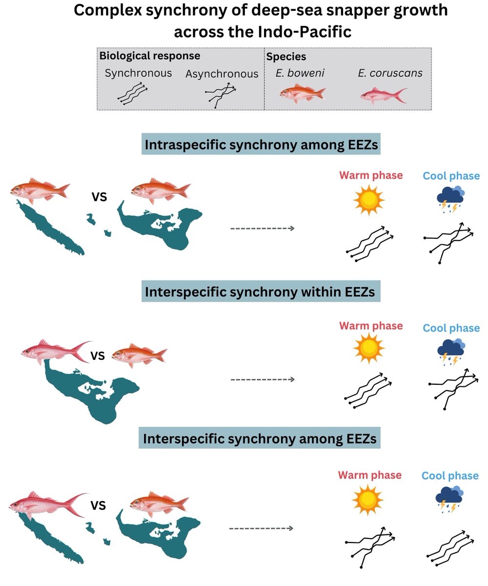 Global Change Biology (@globalchangebio) on Twitter photo OUT NOW
Local‐ and Regional‐Scale Climate Variability Drives Complex Patterns of Growth Synchrony and Asynchrony in Deep‐Sea Snappers Across the Indo‐Pacific
📄 buff.ly/42Ys9hU
<a href="/BronGillanders/">Bronwyn Gillanders</a> <a href="/JoeWiddrington/">Joe</a> <a href="/spc_cps/">Pacific Community</a> <a href="/UniofAdelaide/">Uni of Adelaide</a> OUT NOW
Local‐ and Regional‐Scale Climate Variability Drives Complex Patterns of Growth Synchrony and Asynchrony in Deep‐Sea Snappers Across the Indo‐Pacific
📄 buff.ly/42Ys9hU
<a href="/BronGillanders/">Bronwyn Gillanders</a> <a href="/JoeWiddrington/">Joe</a> <a href="/spc_cps/">Pacific Community</a> <a href="/UniofAdelaide/">Uni of Adelaide</a>