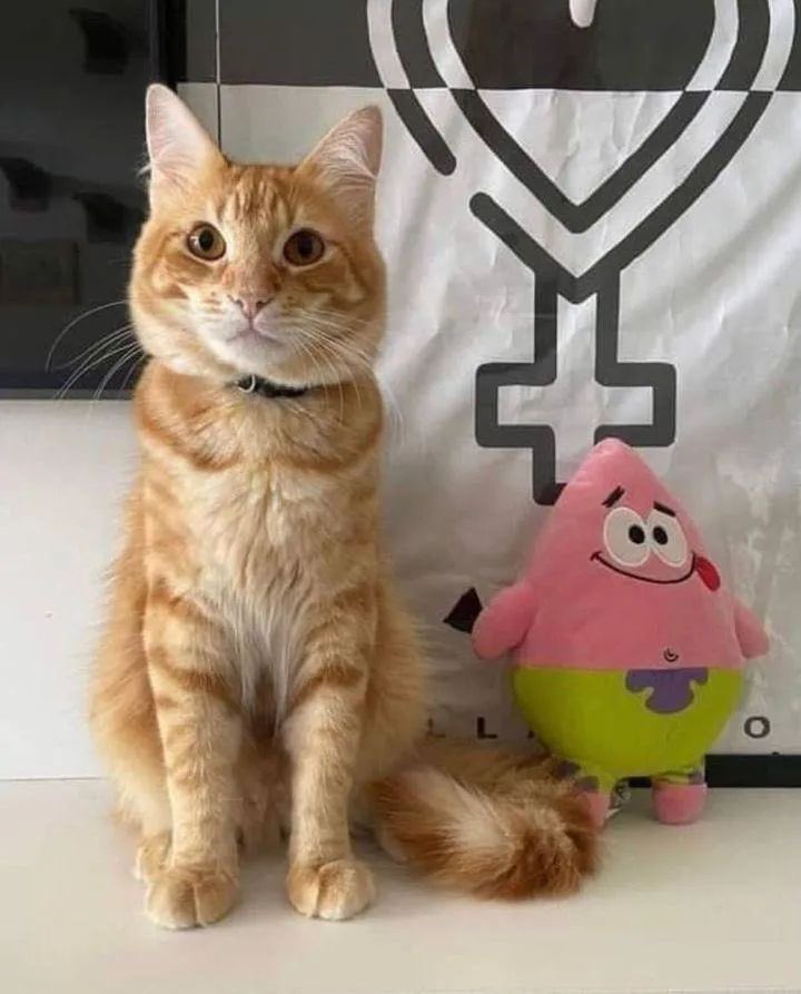 PunchingCat's tweet image. he grew