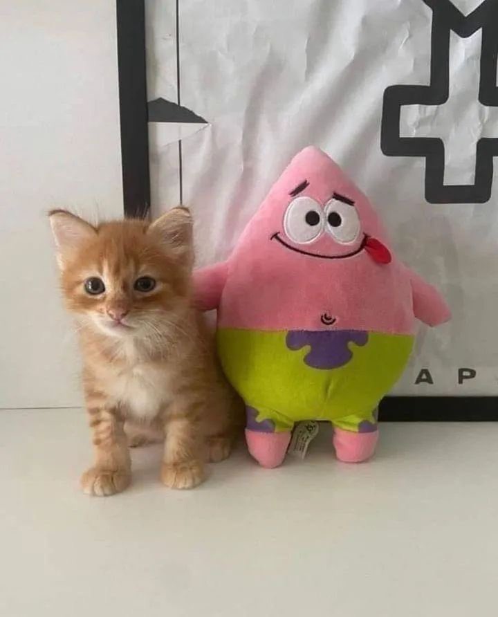 PunchingCat's tweet image. he grew