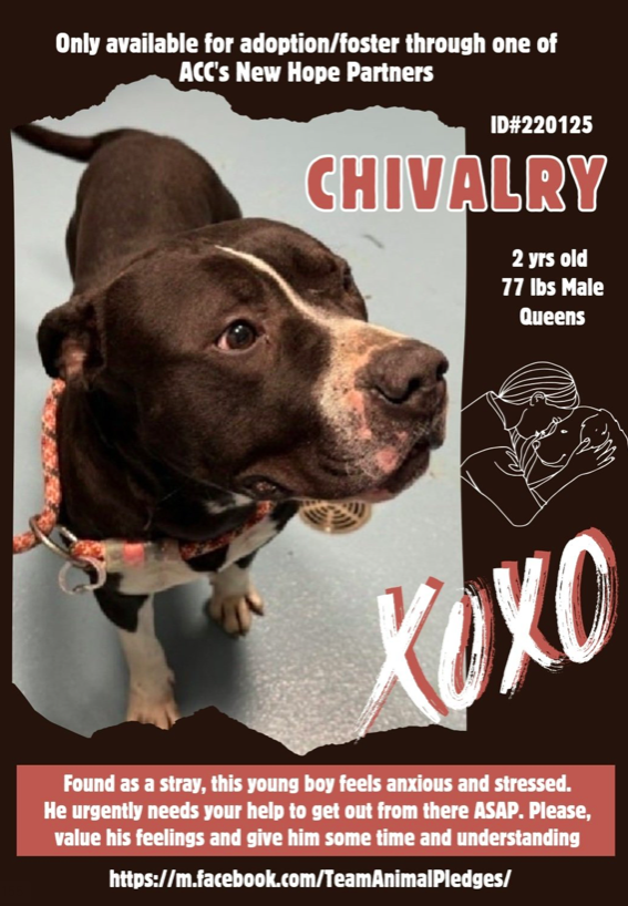 zjnov22's tweet photo. 🌟Chivalry💖 🐕 #Queens ACC🚨 Poor Chivalry is confused and
overwhelmed😢 He needs a gentle and reassuring person to help
him with his training❤️🩹 🧡Please visit Chivalry if you can💛🧡 #NY
🚨New Intake ✨ID #220125🌟 💕#AdoptDontShop💕 #NewYork https://t.co/iva0ndtuAz