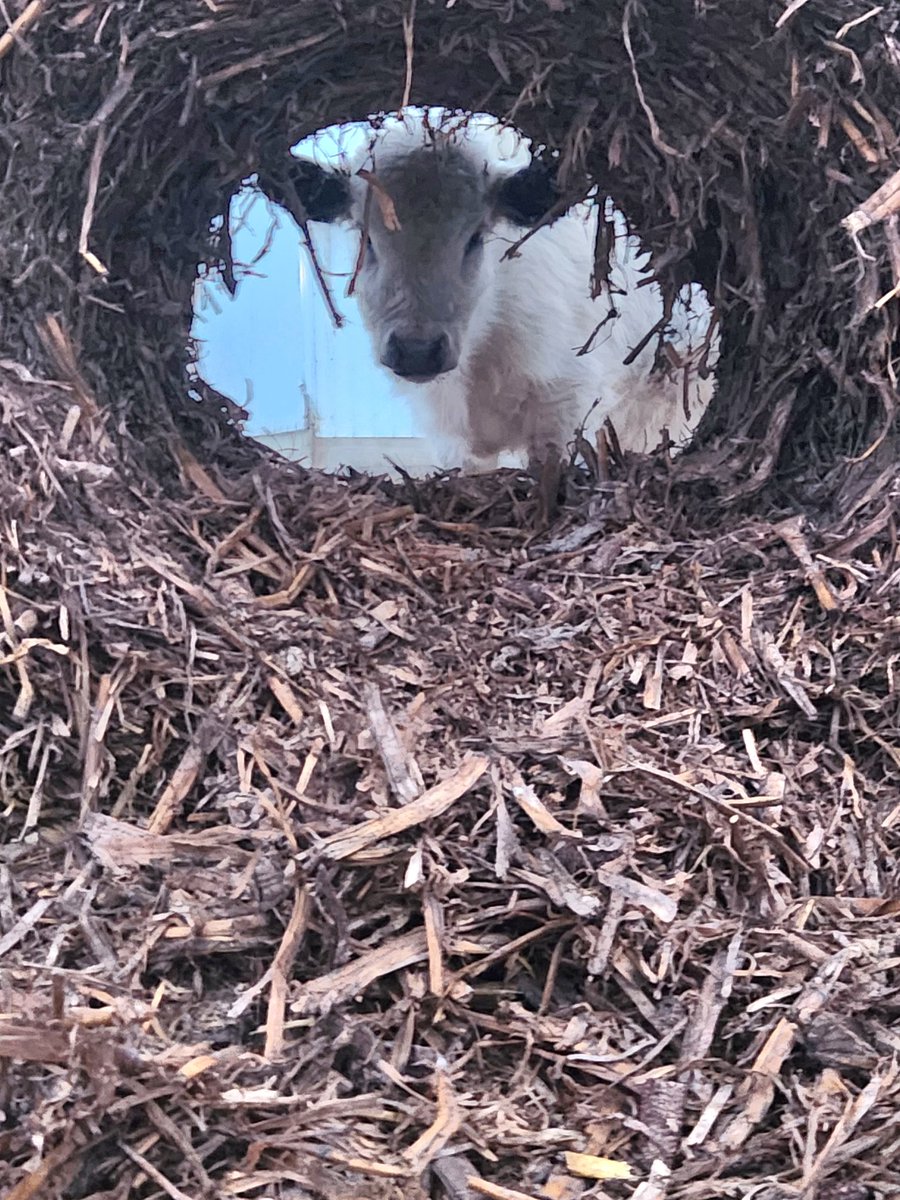 TaitDan's tweet photo. Peekaboo https://t.co/5RkkGo94VE