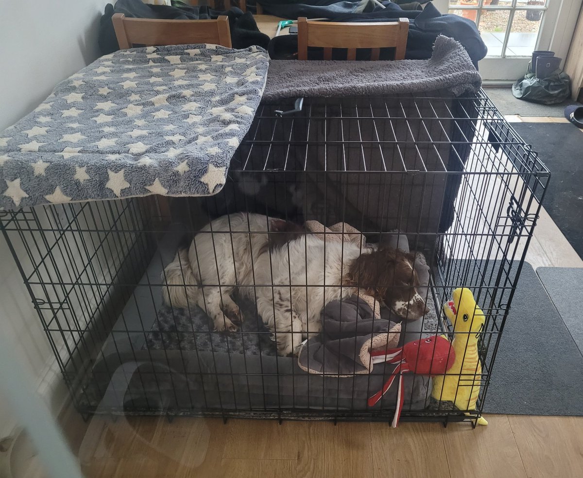 Day 1 in Jail... going well ish, till he decided he did not want to pee with the lead on and promptly sat down and would not move till it was off, then thought that meant freedom, serious talking to given. Finally had poops, hopefully has another quiet night. #Bubba