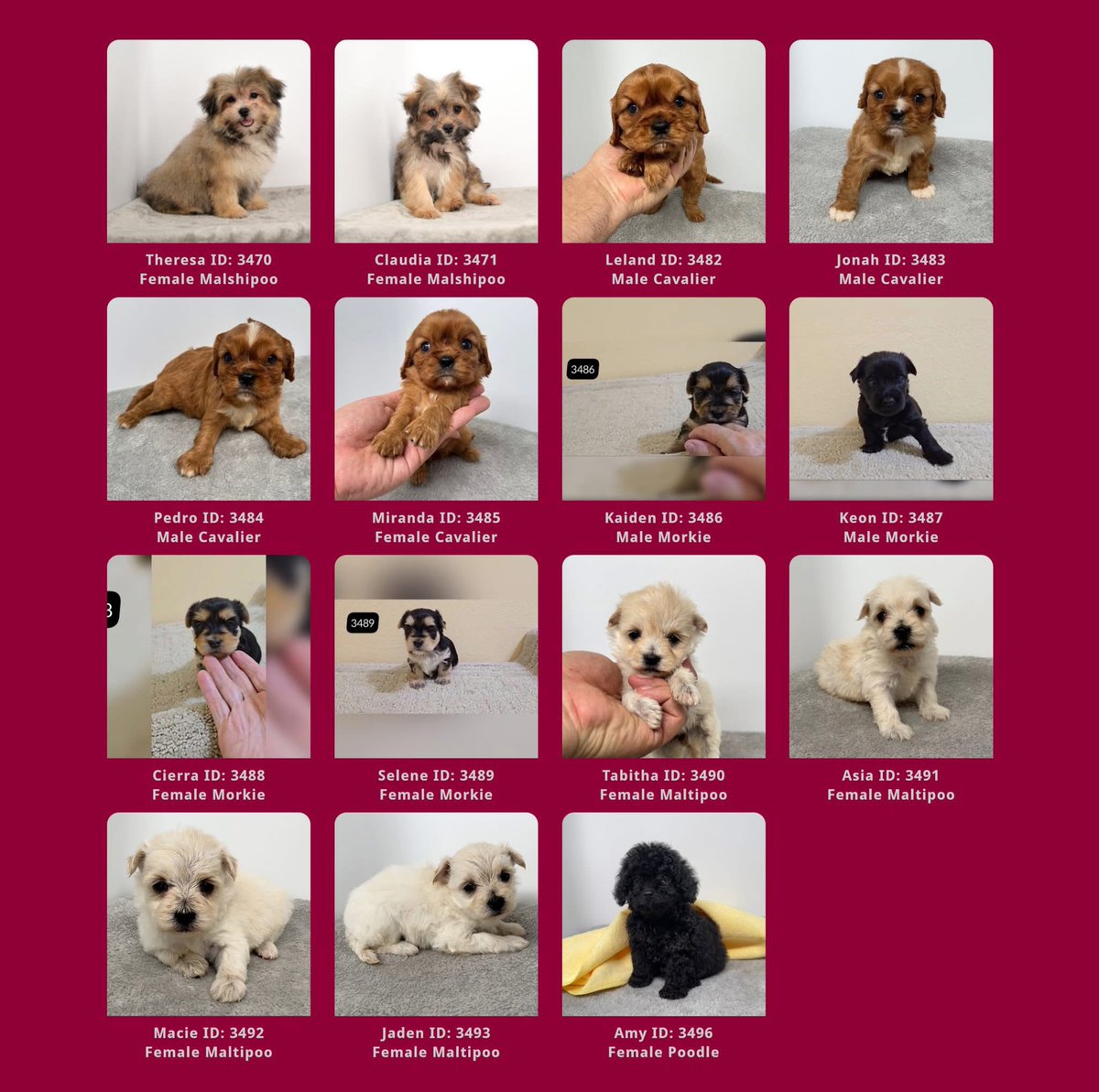 abcpuppies's tweet photo. OMG! Not many left! 😱😨😰
https://t.co/bidpKjuOFY https://t.co/GO1aXM6yGO