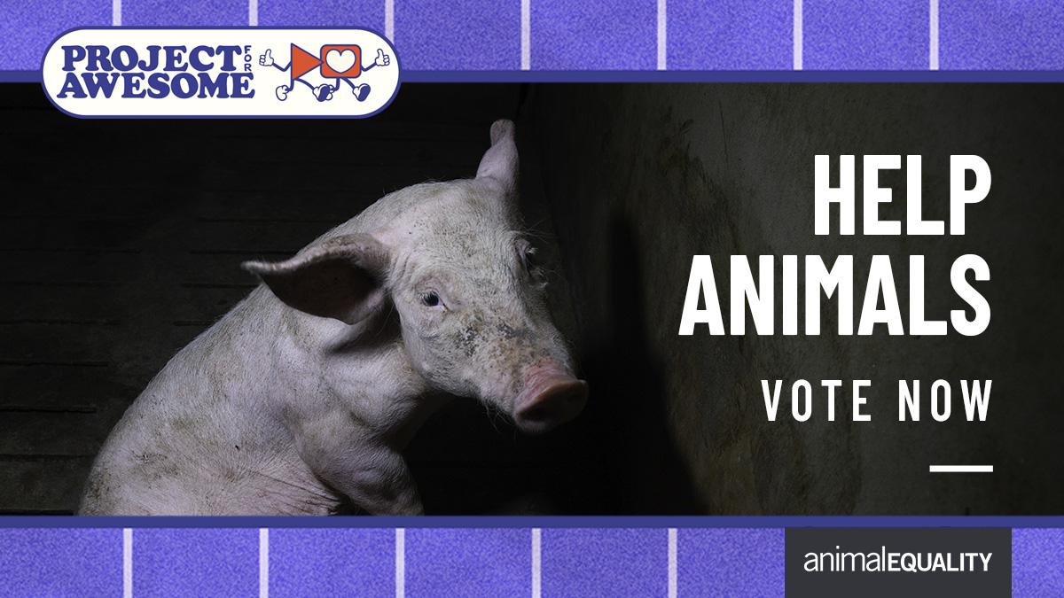 AnimalEquality's tweet image. 🐮 Be a Hero for Animals—With Just One Click!

Vote for Animal Equality’s video in @proj4awesome 2025 and help us win funding to protect animals from cruelty!

🔥 What’s #ProjectforAwesome?

It’s an annual event where YOU decide which nonprofits get funding! More votes = More…