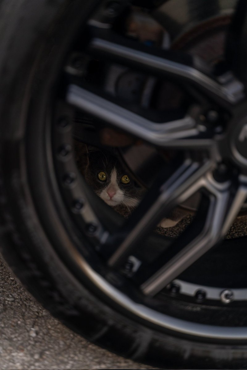 Dane Shuler tweet media