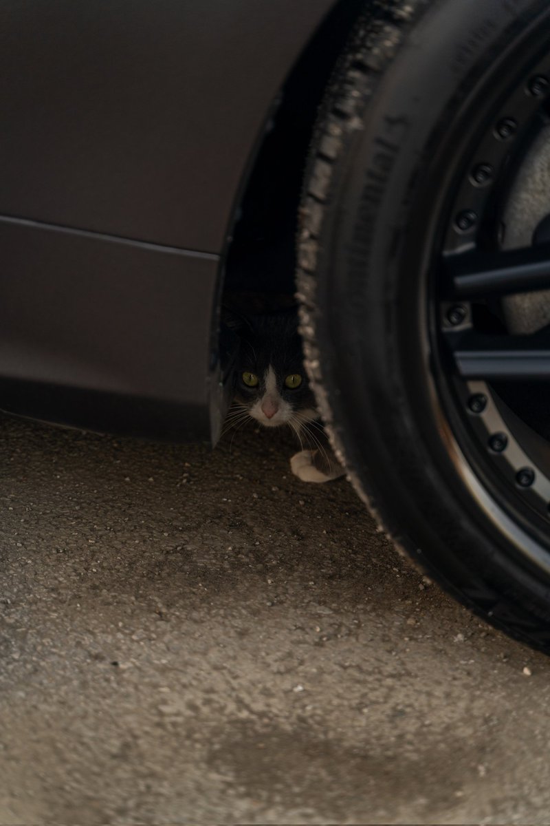 This stray cat was pretty photogenic so we had to take advantage for our shoot