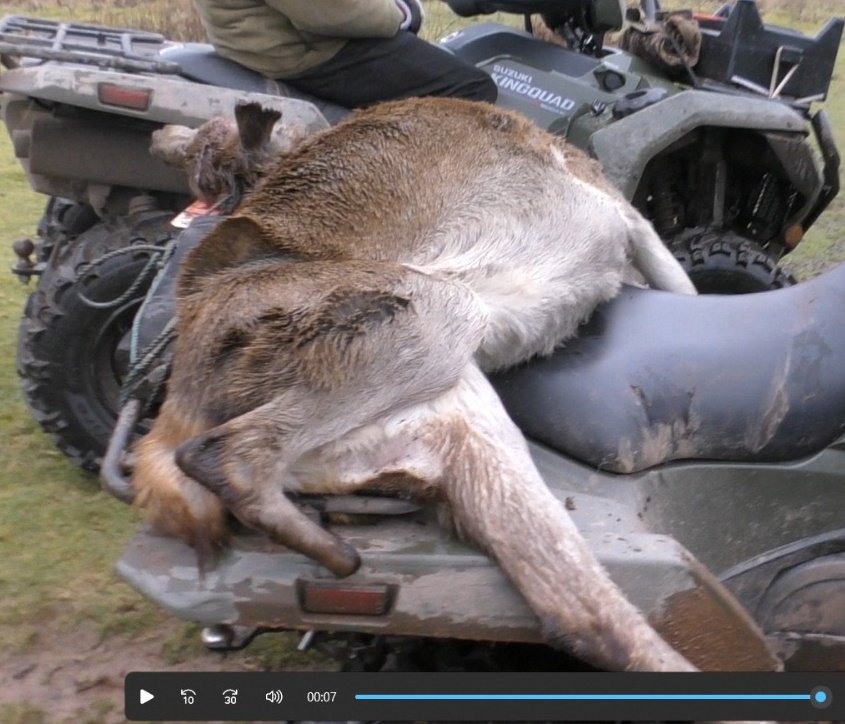 Sick torturers. On Monday the Quantock Staghounds, lowest of the low, chased a deer with 3 legs for their sport! This survivor who had healed from her horrific injury and now managing fine on 3 legs,  was chased up and down the huge Triscombe Quarry hill twice. Utter bastards.