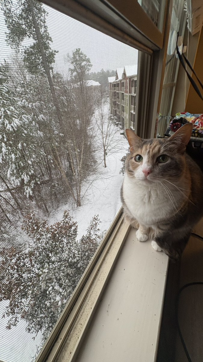 charlotte tweet media