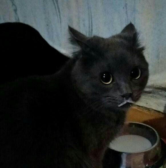 Posts Of Cats (@postsofcats) on Twitter photo 