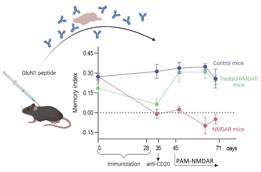 Maudes et al. present a new mouse model of anti-NMDAR encephalitis, which provides a platform for studying the underlying disease mechanisms and allows testing of treatments over an extended disease course. tinyurl.com/muc9f8fx