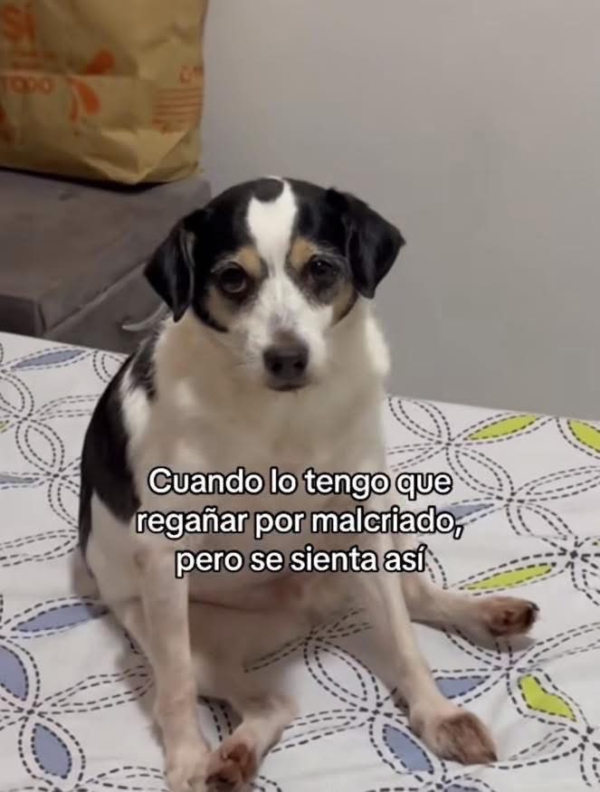 DiloConPerritos's tweet photo. 🥹 https://t.co/wSmZdNRGXe