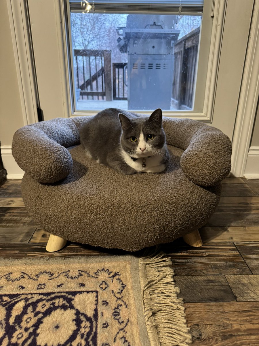 “Stop spoiling the cats”
Bridget, seeing pet chairs on sale at Aldi: