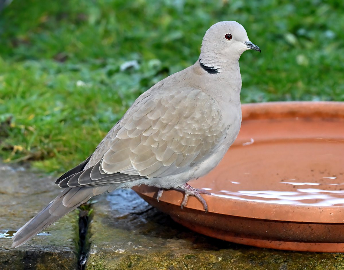 Carl Bovis tweet media