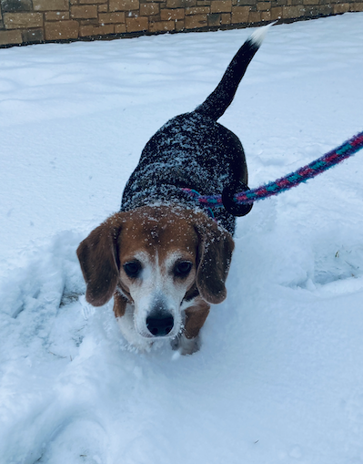 livewellian's tweet image. Happy #SnowDay, friends. ❄️ May #Beagle #dogsontwitter