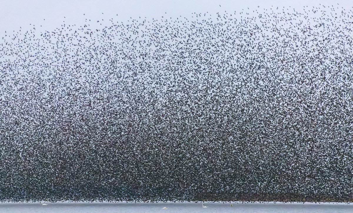 James Crombie tweet media