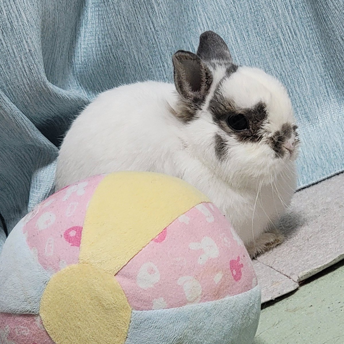 おはようございます🐰