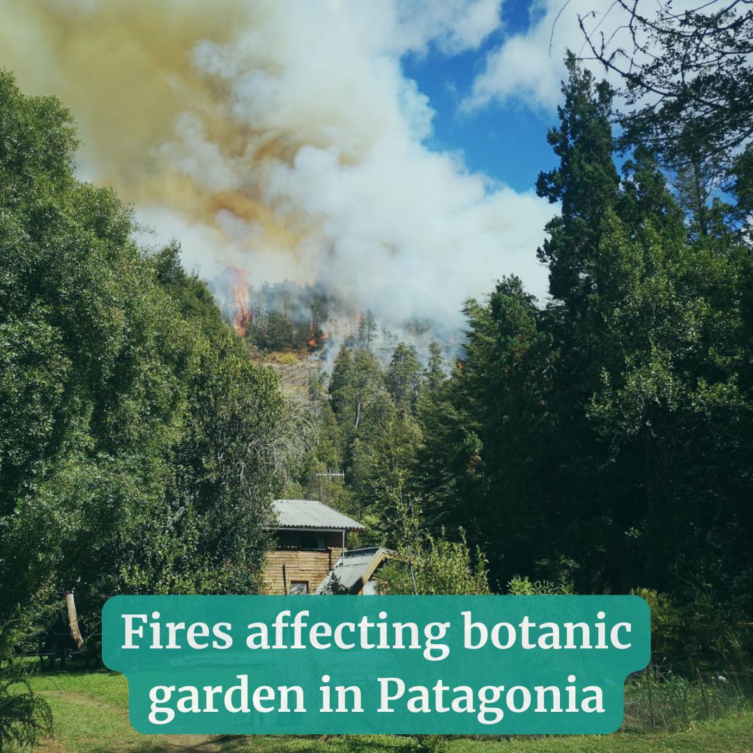 Botanic Gardens Conservation International (@bgci) on Twitter photo Wildfires are currently devastating native Notophagus forests, and are also affecting botanic garden Cascada Escondida in Patagonia, Argentina. Click buff.ly/4aSdpmV for more information.
#Wildfires #Notophagus #Patagonia Wildfires are currently devastating native Notophagus forests, and are also affecting botanic garden Cascada Escondida in Patagonia, Argentina. Click buff.ly/4aSdpmV for more information.
#Wildfires #Notophagus #Patagonia