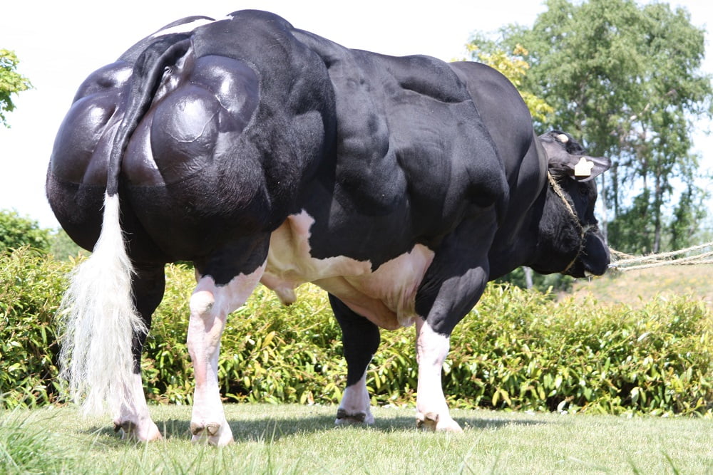 aestheticprimal's tweet photo. how to MUTATE yourself: lower expression of the myostatin gene

THREAD🧵