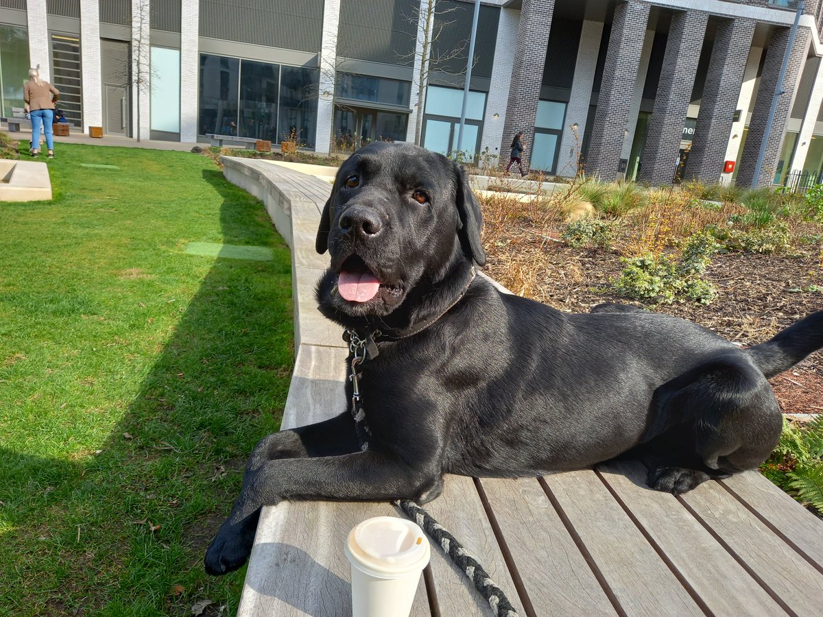 Darling Rufus (Leospring Rufus Oaknut) unexpectedly went over the rainbow bridge this afternoon.  Gone too soon at only 8 years old.  Loved by all who knew him. Will be so sadly missed.  Love you Ru.