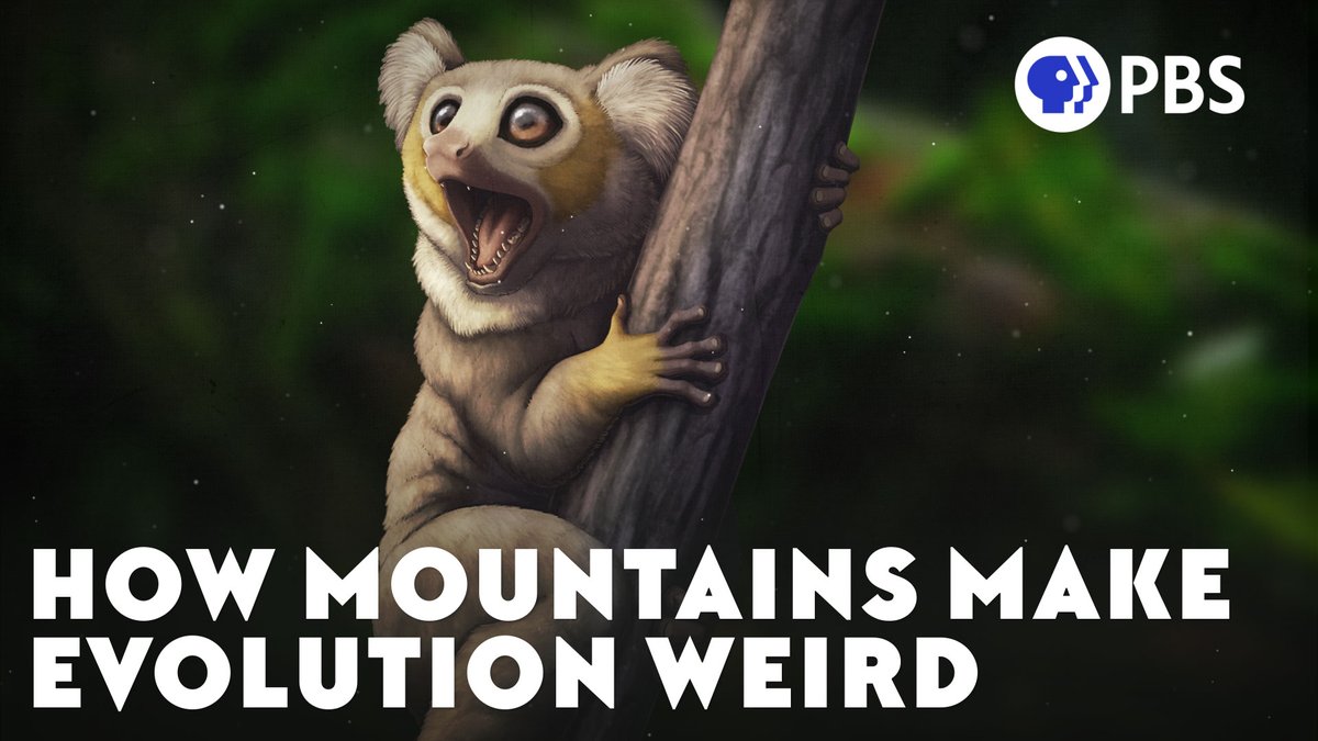 EonsShow's tweet image. How does elevation affect evolution? Researchers hunting for fossils in the Rocky Mountains found that the higher they went, the less things make sense. These unexpected discoveries showed us how mountains make evolution...kind of weird. youtu.be/C6koLzdSves