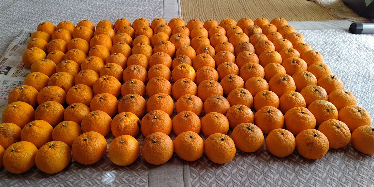 ナナの看病看取り、その後のコロナで収穫時期を逸した甘夏。やっと収穫しました。
かなり傷んでしまった💦
#甘夏