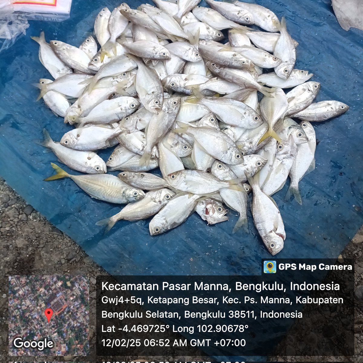 EmaSaleha's tweet photo. Rabu (12/02/2025) Giat Luhkan Bengkulu Selatan ,pencatatan hasil penjualan Poklahsar Usaha Mandiri  Kec. Kota Manna,  ikan Kapas-kapas 20 kg jual Rp. 60.000,-/kg dipasar lokal  Ampera Manna
#luhlapor 
#giatluhkansatminkalBRPPUPP
#luhkanBengkuluSelatan https://t.co/umoOhZrBjq