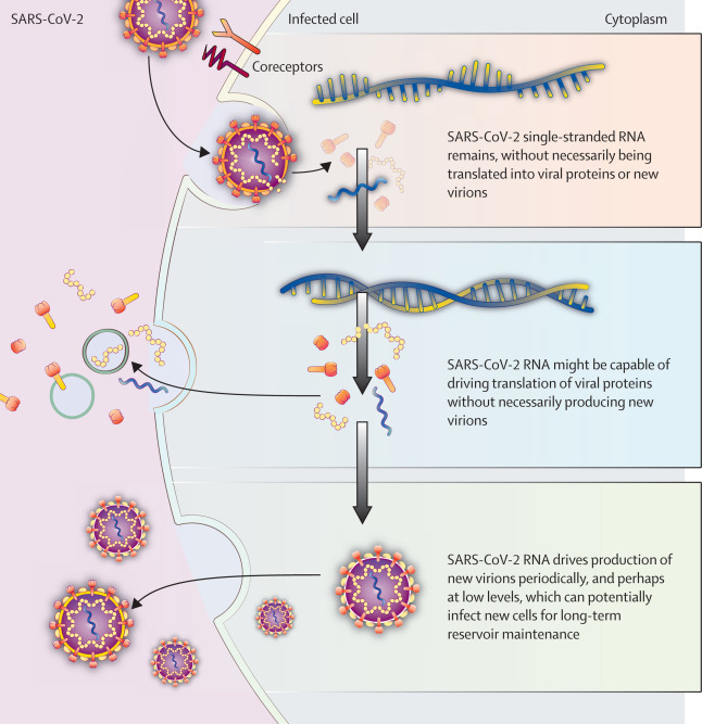 Prof. Akiko Iwasaki (@virusesimmunity) on Twitter photo Check out this new paper by <a href="/microbeminded2/">Amy Proal, PhD</a> <a href="/MichaelPelusoMD/">Michael Peluso, MD</a> and colleagues describing new insights and clinical trial recommendations for "Targeting the SARS-CoV-2 reservoir in long COVID" 👇
<a href="/polybioRF/">PolyBio</a>
sciencedirect.com/science/articl… Check out this new paper by <a href="/microbeminded2/">Amy Proal, PhD</a> <a href="/MichaelPelusoMD/">Michael Peluso, MD</a> and colleagues describing new insights and clinical trial recommendations for "Targeting the SARS-CoV-2 reservoir in long COVID" 👇
<a href="/polybioRF/">PolyBio</a>
sciencedirect.com/science/articl…