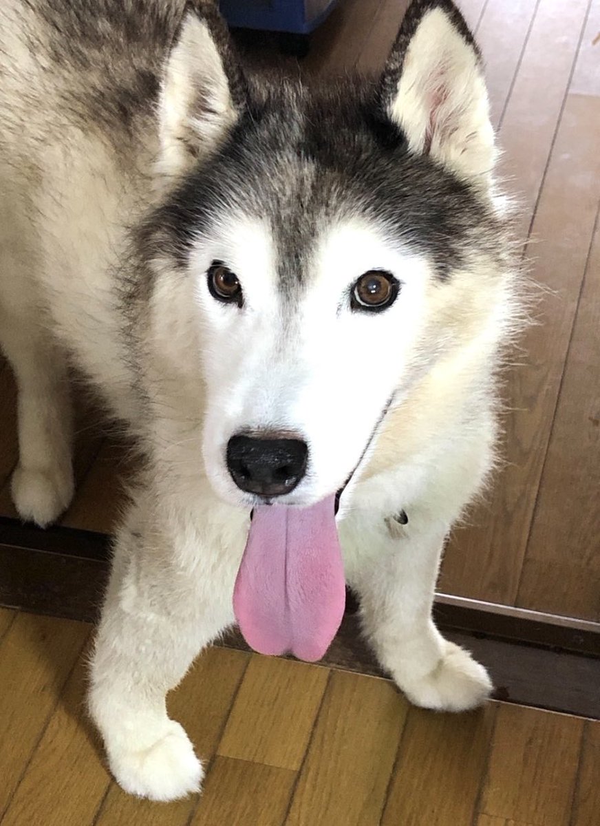 あざと可愛いまなざし送るです💕
byバルト
#シベリアンハスキー